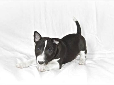 Warlock´s Puppy Bella („Bella“)
