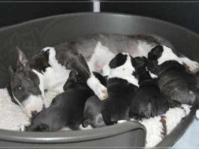 B-Wurf – Warlock´s Puppys