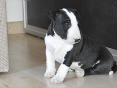 B-Wurf – Warlock´s Puppys