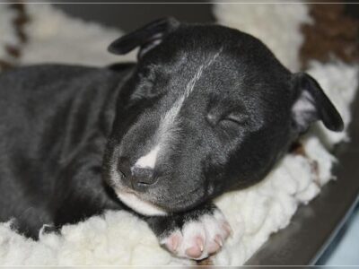 B-Wurf – Warlock´s Puppys