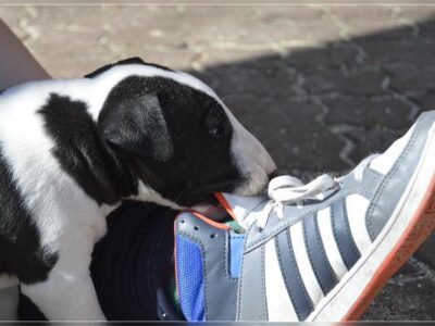 B-Wurf – Warlock´s Puppys