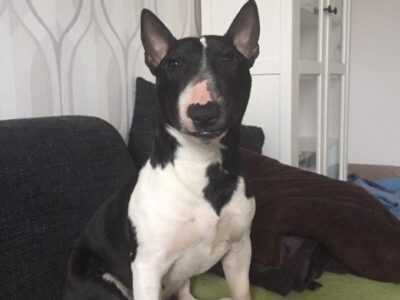 Warlock´s Puppy Bella („Bella“)