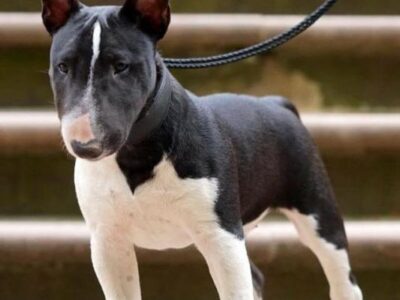 Warlock´s Puppy Bella („Bella“)