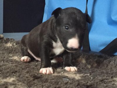 C-Wurf – Warlock´s Puppys