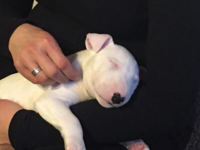 C-Wurf – Warlock´s Puppys