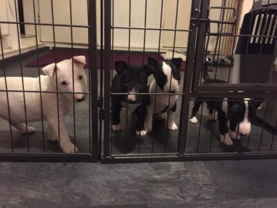 C-Wurf – Warlock´s Puppys