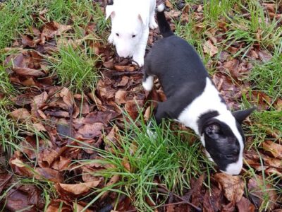 C-Wurf – Warlock´s Puppys