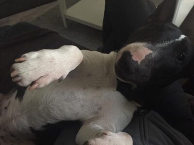 Warlock´s Puppy Bella („Bella“)