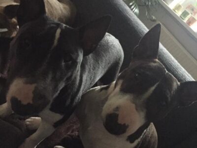 Warlock´s Puppy Bella („Bella“)