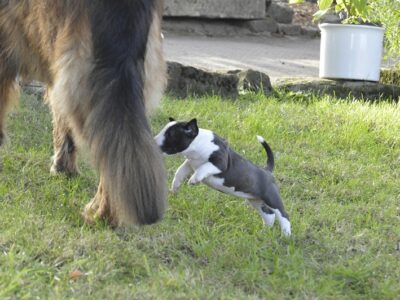 A-Wurf – Warlock´s Puppys