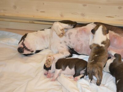 A-Wurf – Warlock´s Puppys