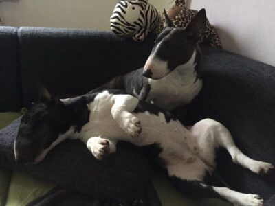 Warlock´s Puppy Bella („Bella“)