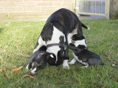 A-Wurf – Warlock´s Puppys