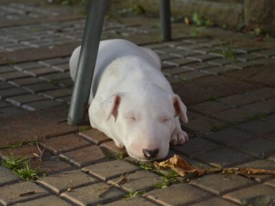 A-Wurf – Warlock´s Puppys