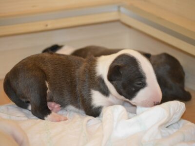 A-Wurf – Warlock´s Puppys