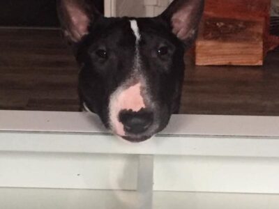Warlock´s Puppy Bella („Bella“)