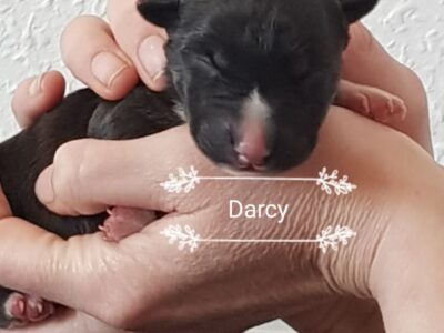 D-Wurf – Warlock´s Puppys