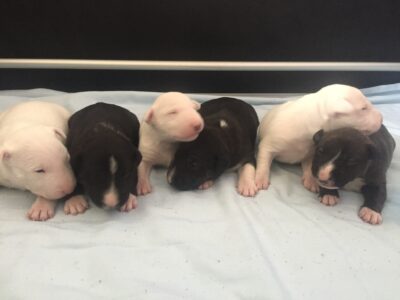 D-Wurf – Warlock´s Puppys