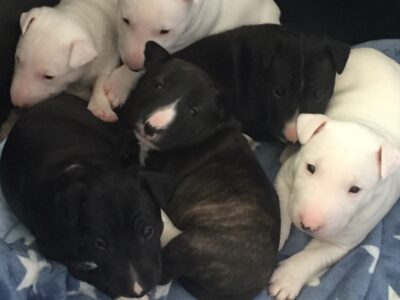 D-Wurf – Warlock´s Puppys