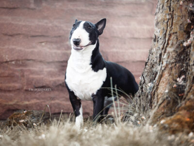 Warlock´s Puppy Claire („Fiene“)