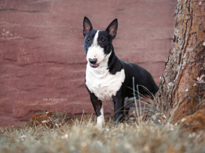 Warlock´s Puppy Claire („Fiene“)