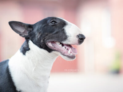 Warlock´s Puppy Claire („Fiene“)
