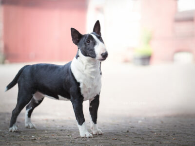 Warlock´s Puppy Claire („Fiene“)