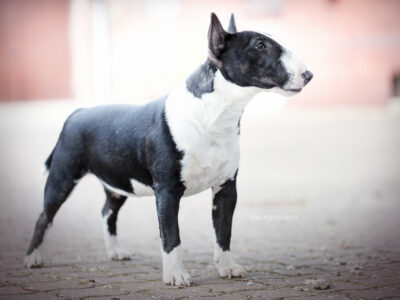 Warlock´s Puppy Claire („Fiene“)