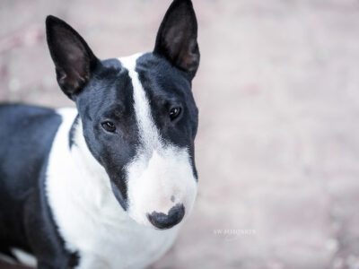 Warlock´s Puppy Claire („Fiene“)