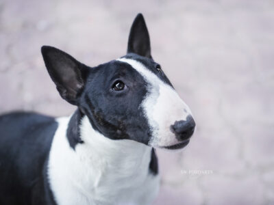 Warlock´s Puppy Claire („Fiene“)