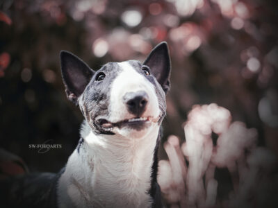 Warlock´s Puppy Claire („Fiene“)