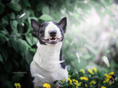 Warlock´s Puppy Claire („Fiene“)