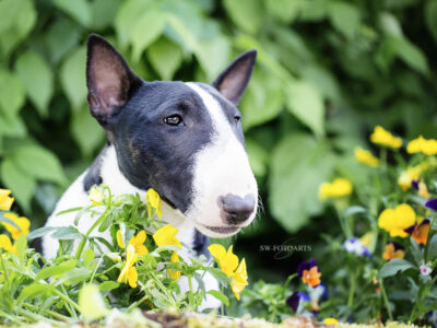 Warlock´s Puppy Claire („Fiene“)