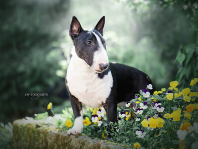 Warlock´s Puppy Claire („Fiene“)