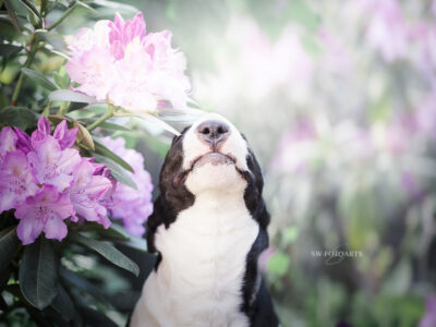 Warlock´s Puppy Claire („Fiene“)