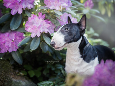 Warlock´s Puppy Claire („Fiene“)
