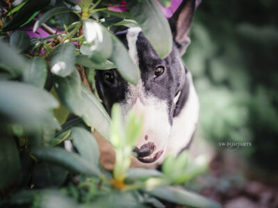 Warlock´s Puppy Claire („Fiene“)