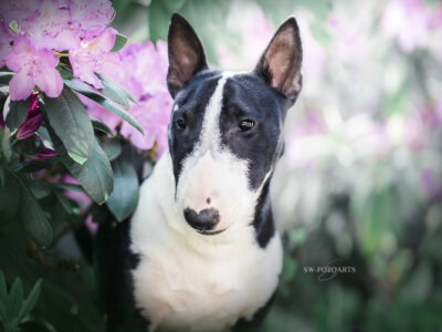 Warlock´s Puppy Claire („Fiene“)