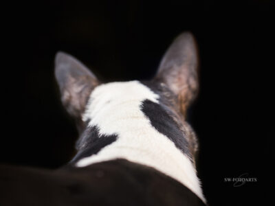 Warlock´s Puppy Claire („Fiene“)
