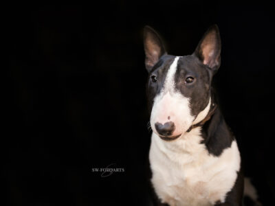 Warlock´s Puppy Claire („Fiene“)