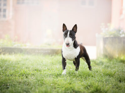 Warlock´s Puppy Claire („Fiene“)