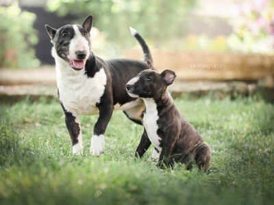 Warlock´s Puppy Claire („Fiene“)