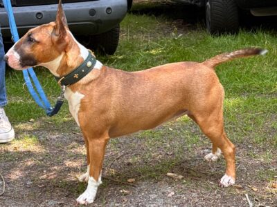 Balkan Bull One and Only („Happy“)